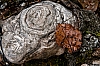 h - Hutewald - (c) L Lammers.jpg